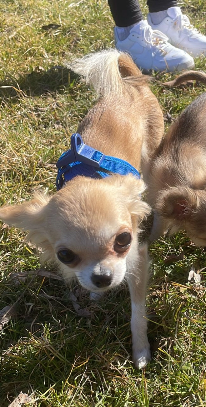 Dexxter - Beethovenstraße, Eschwege