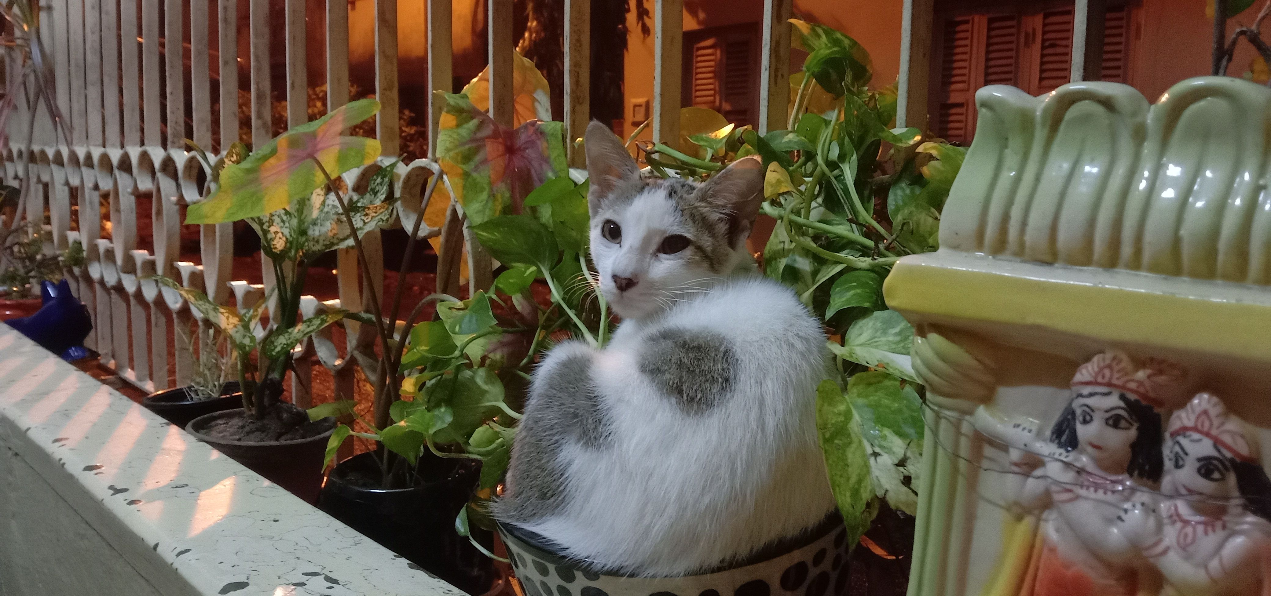 Bonomali - Gopal Chandra Bose Lane, Sinthi