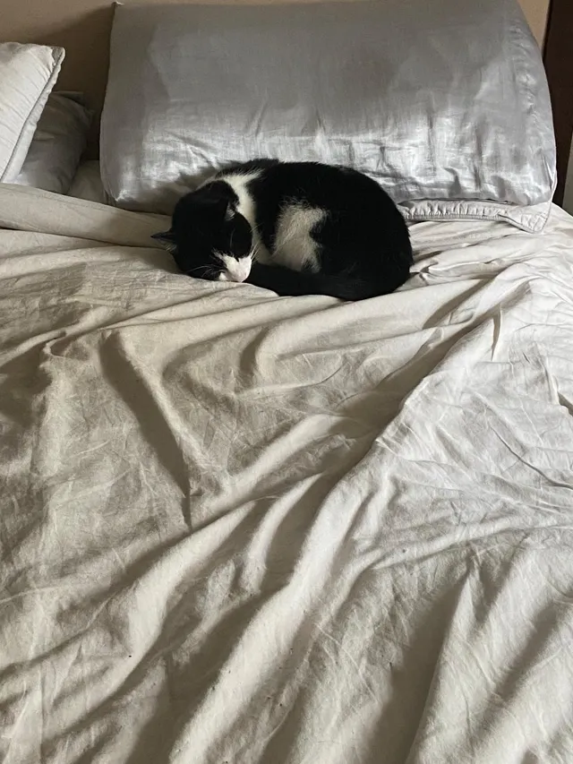 Monty - Leys Gardens, London Borough of Barnet