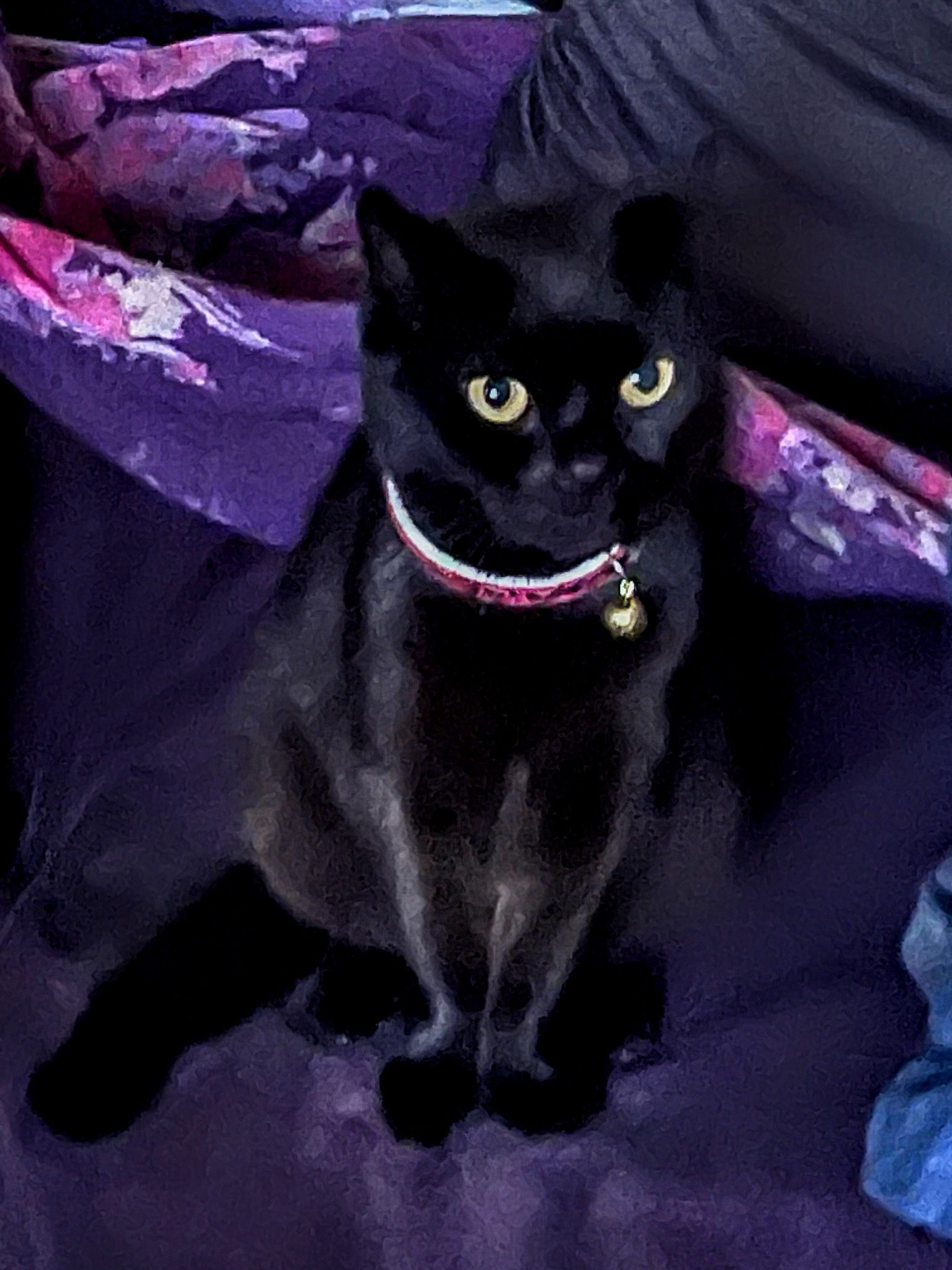 Cat Benjo - Geraldine Close, Malvern