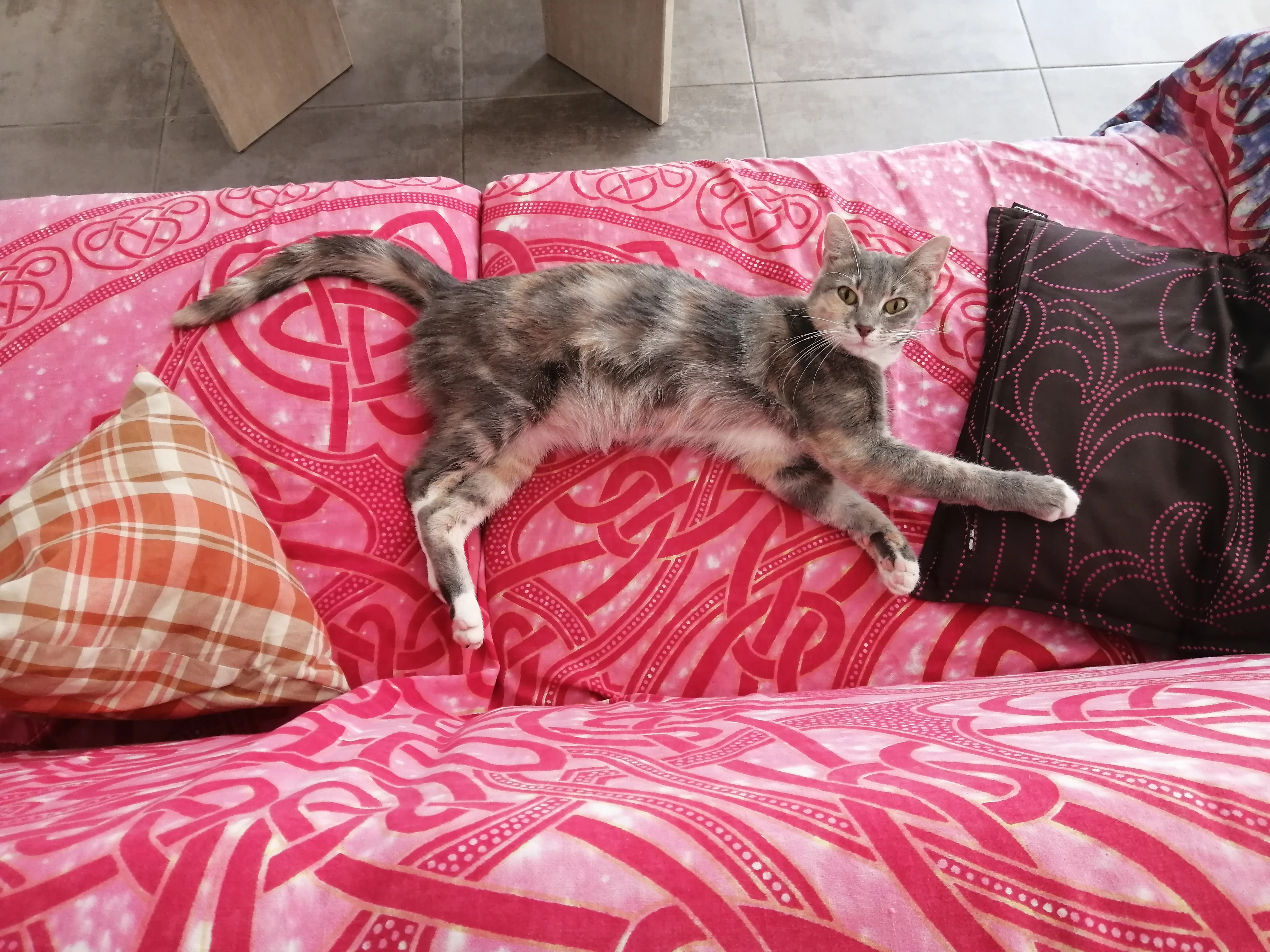 Griotte  - Rue des Buis, Bourg-Saint-Andéol