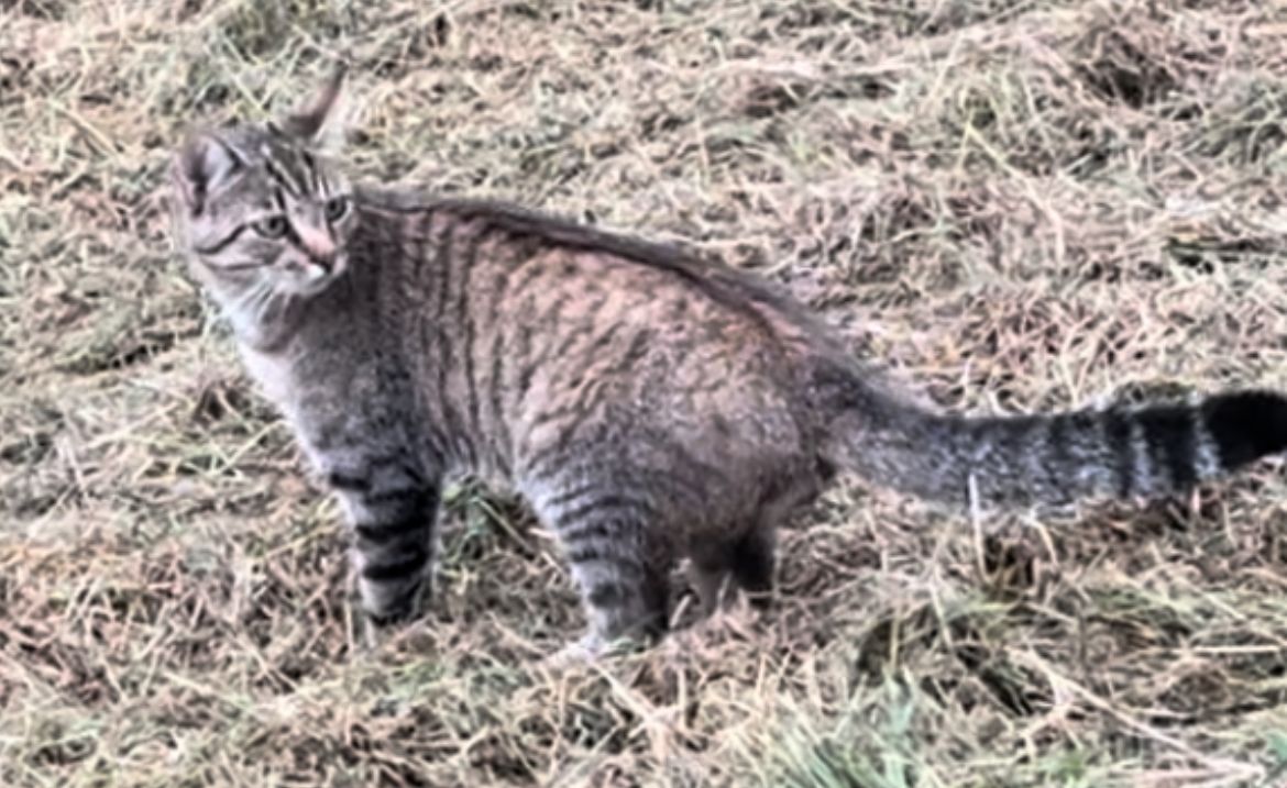 Findus - 94356, Kirchroth