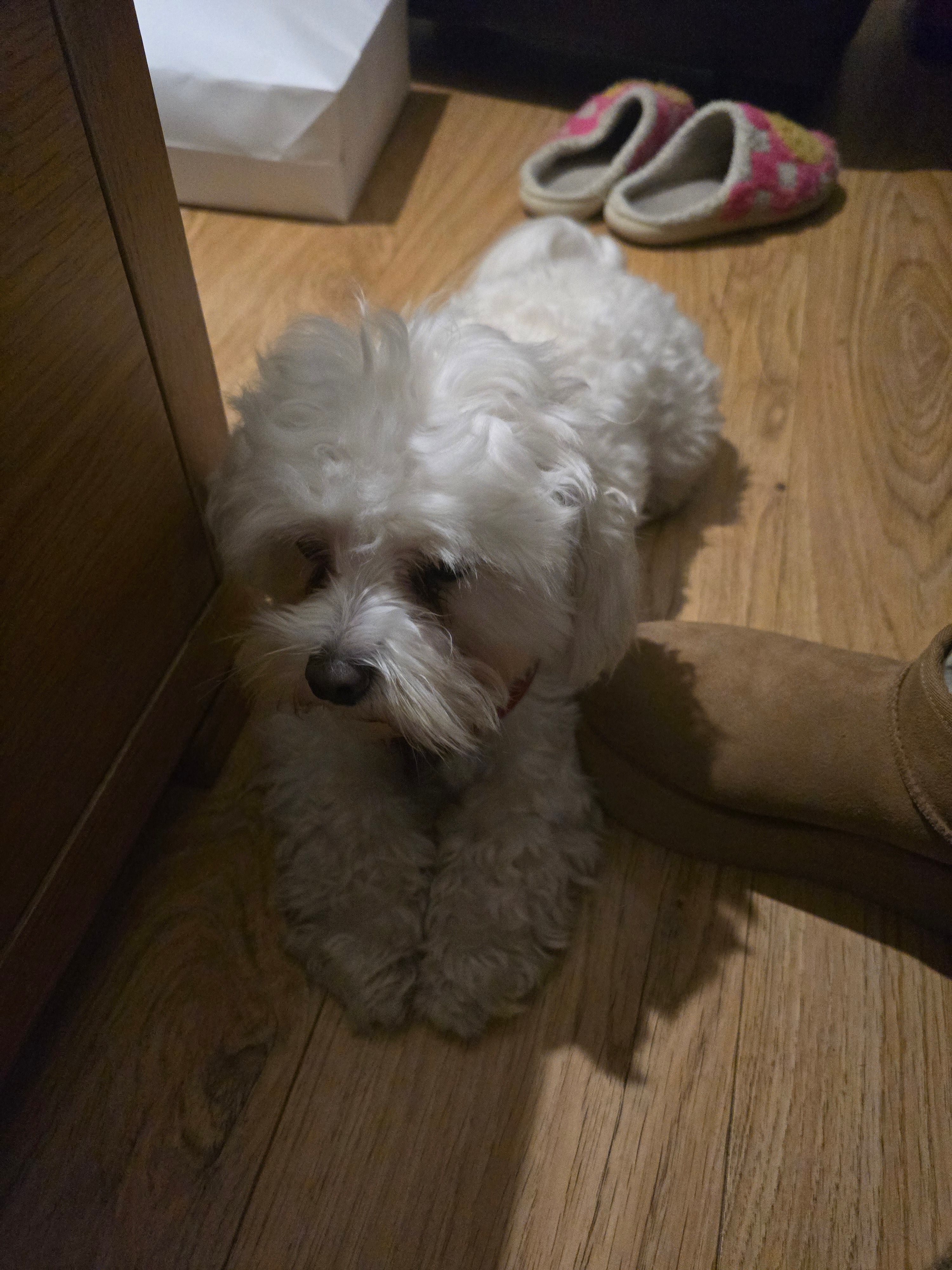 Xiaobai - Castleforbes Road, Dublin