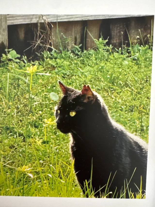 Mew mew - 2025 SE Parkwood Cir, Port Saint Lucie