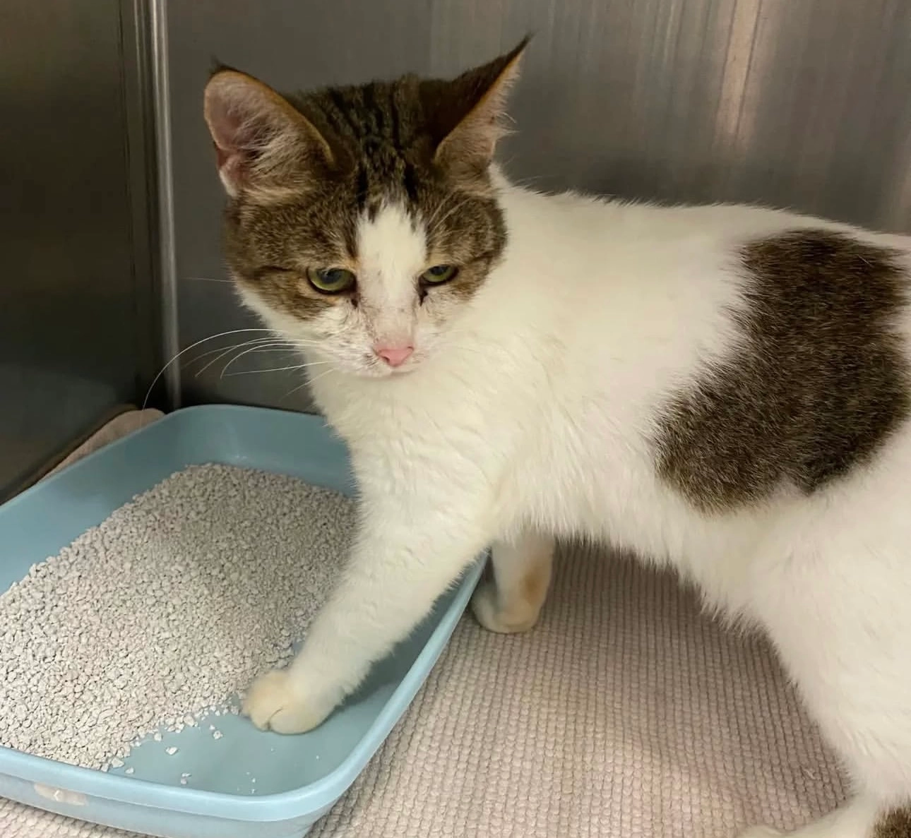 Bella - Hans-Berchtold-Straße, Götzis