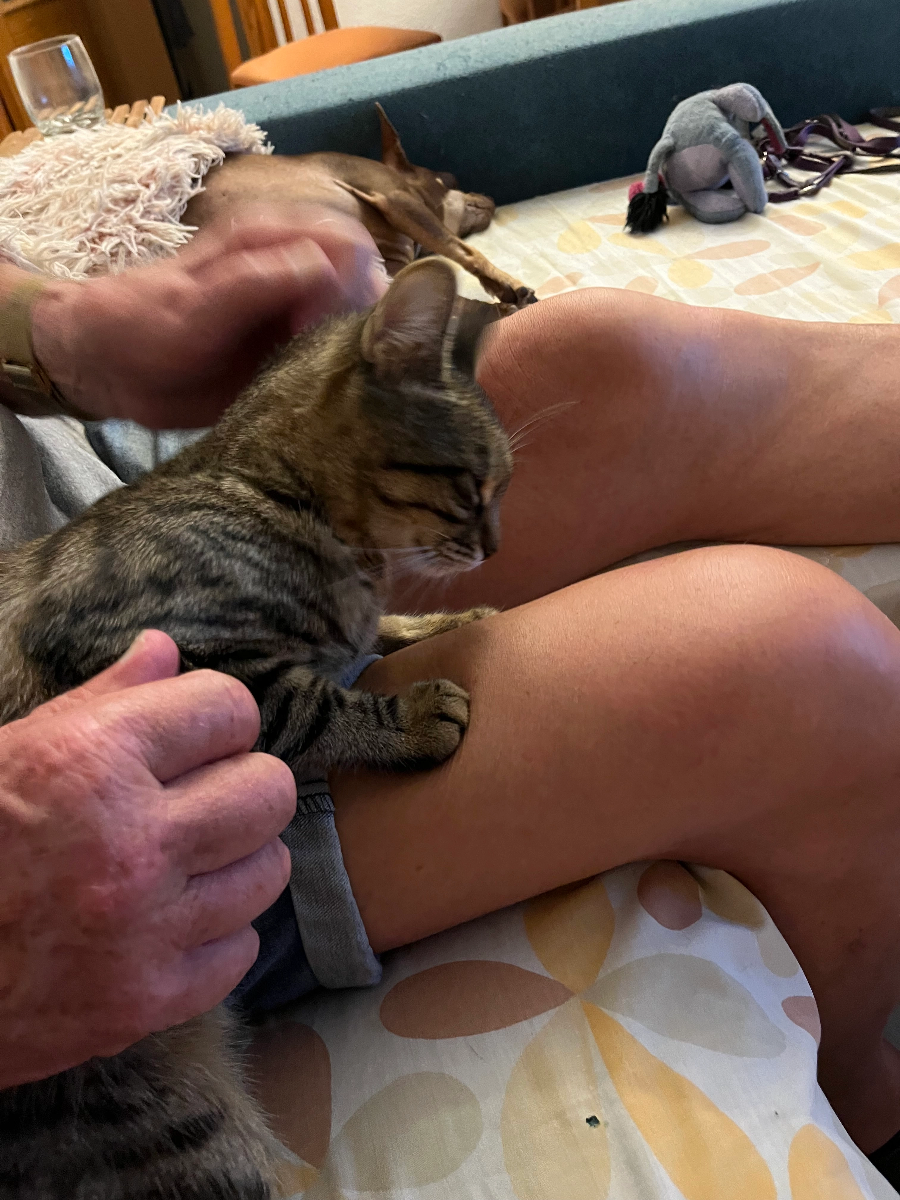 Lia - Calle de Alicante, Benidorm