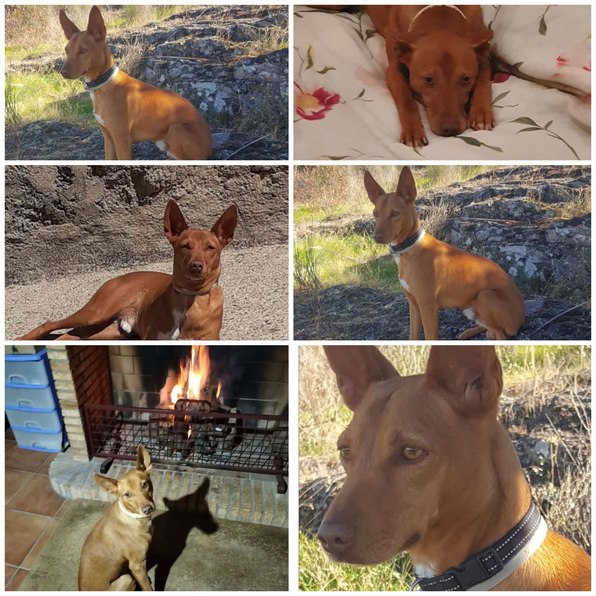 Turko  - Carretera M-45, San Fernando de Henares