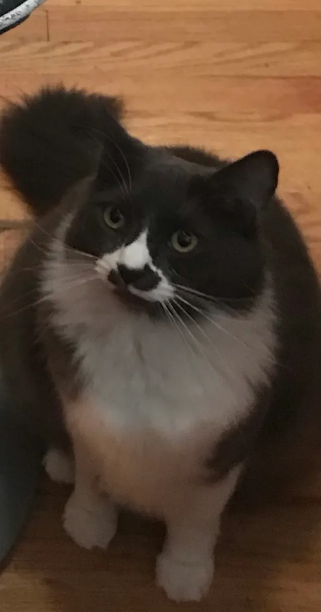 Leo - Jones Ave, Chelsea