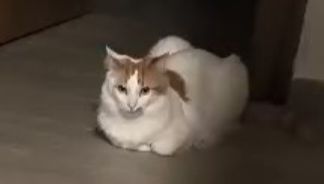 Mino - Carrer Del Reverend Rafael Peris, Carlet