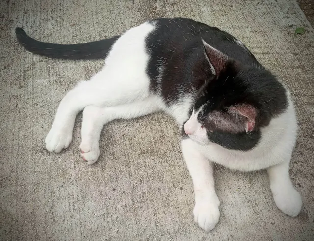 Oreo - 11550 Santa Gertrudes Ave, Whittier