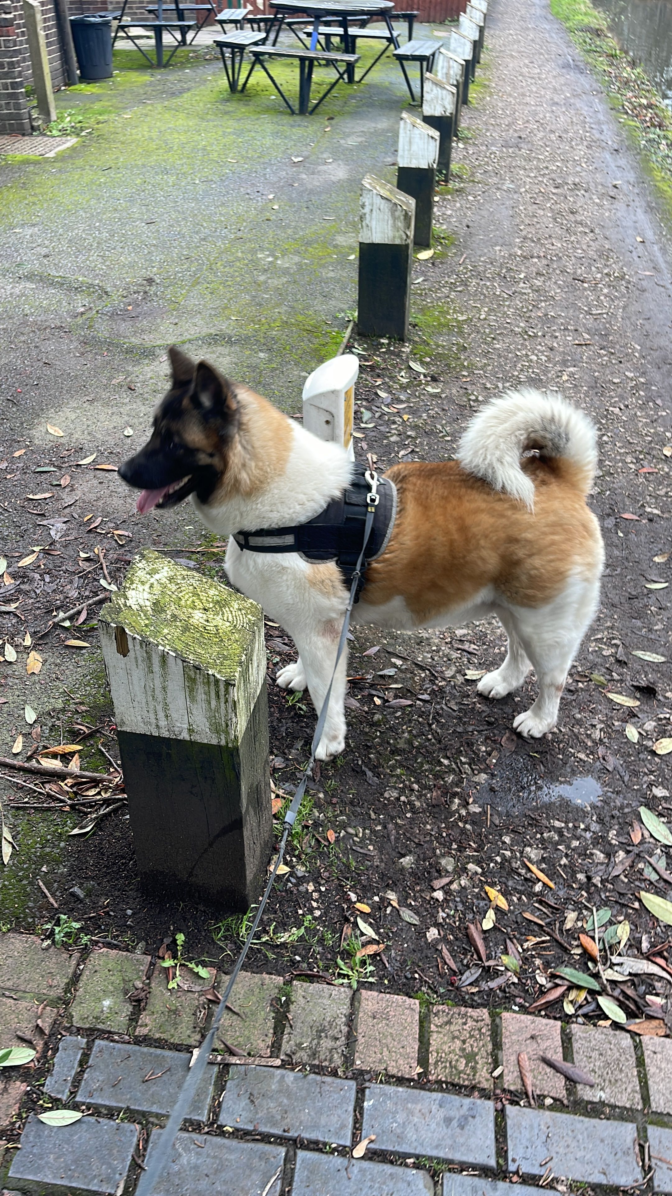 Lexie - B69 4, Birmingham