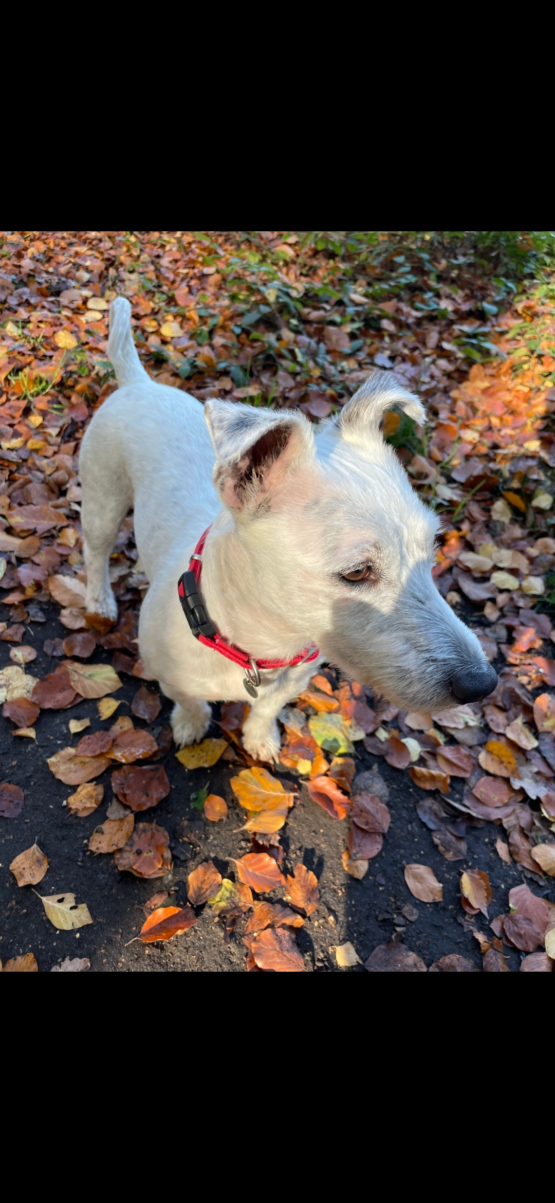 Samba - Rue Du Portugal, Mons