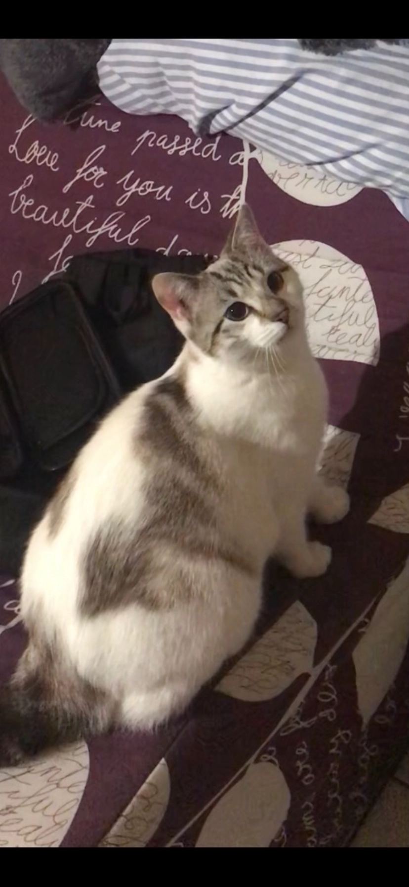 Cesar  - Rue Du Maréchal De Lattre De Tassigny, Mortagne-sur-Sèvre