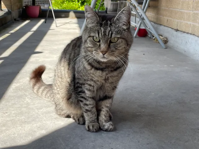 Alfie - Rectory Avenue, Manchester