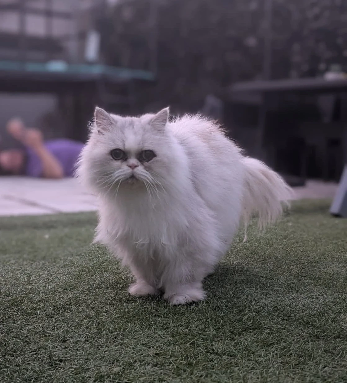 Alfie - Prosser street, Treharris