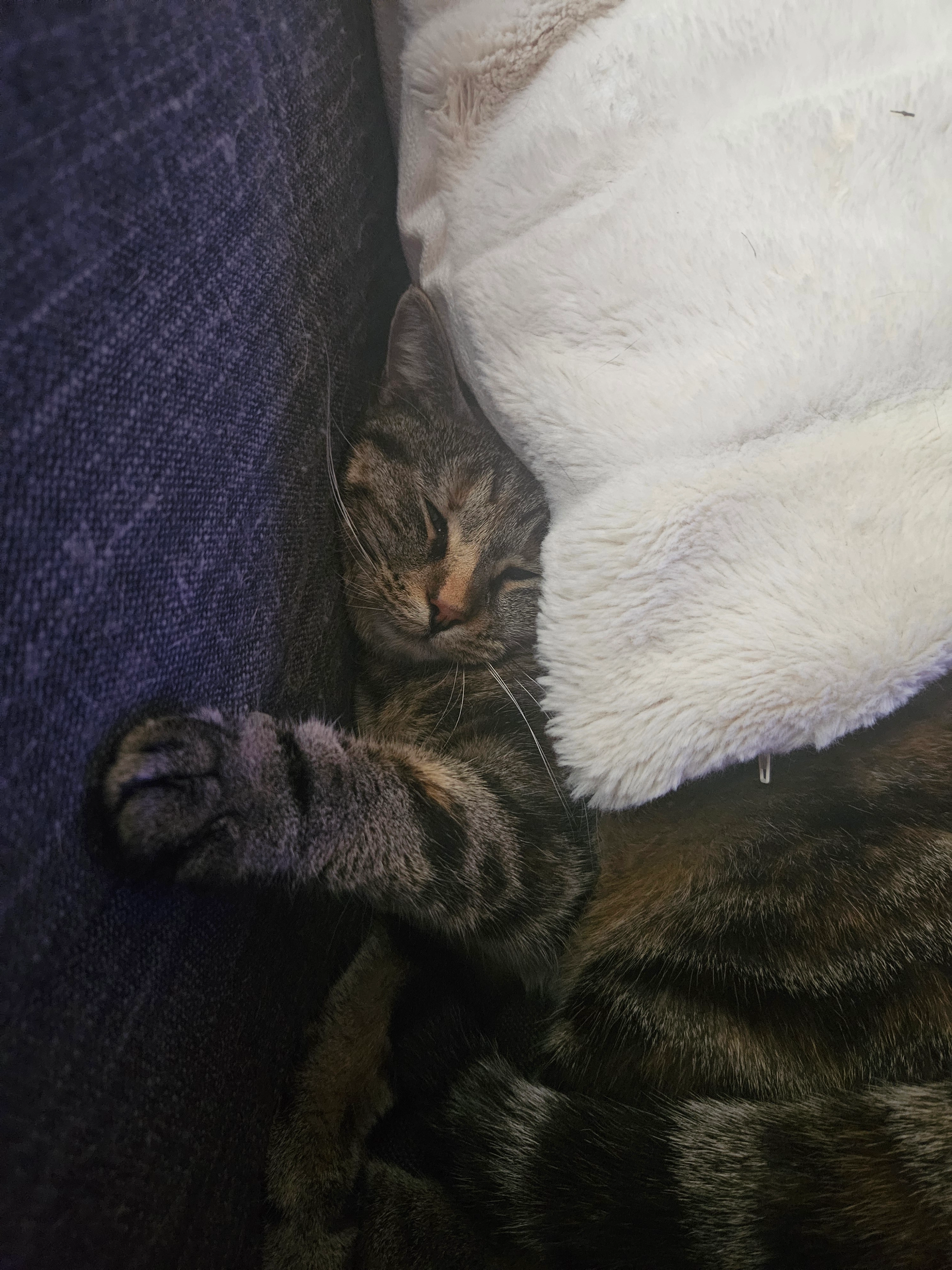 PRALINE  - Rue Montlaville, Orrouy