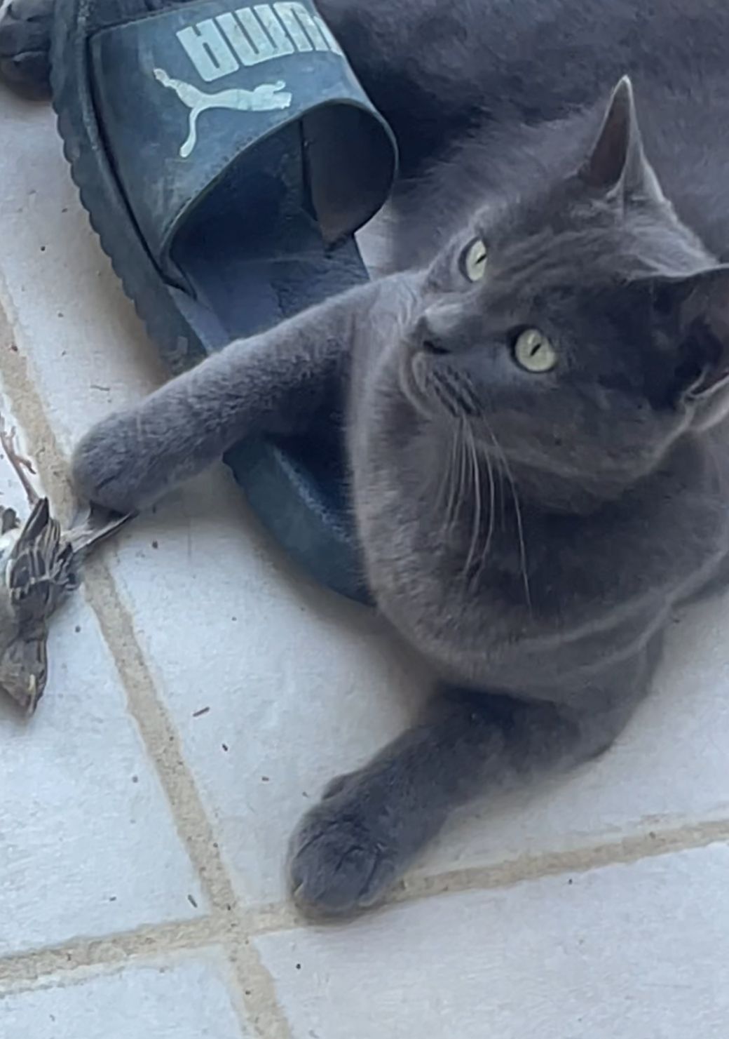 sia - 2982 Route de Montauban, Castelsarrasin