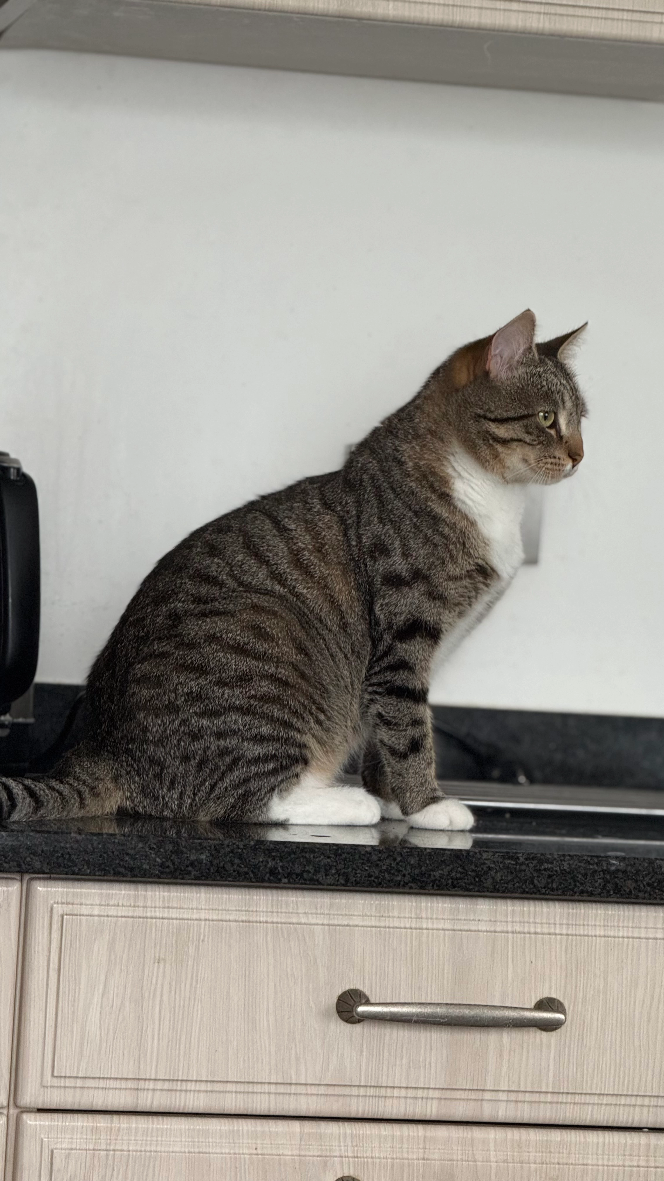 Lina - Herenstraat, Genk