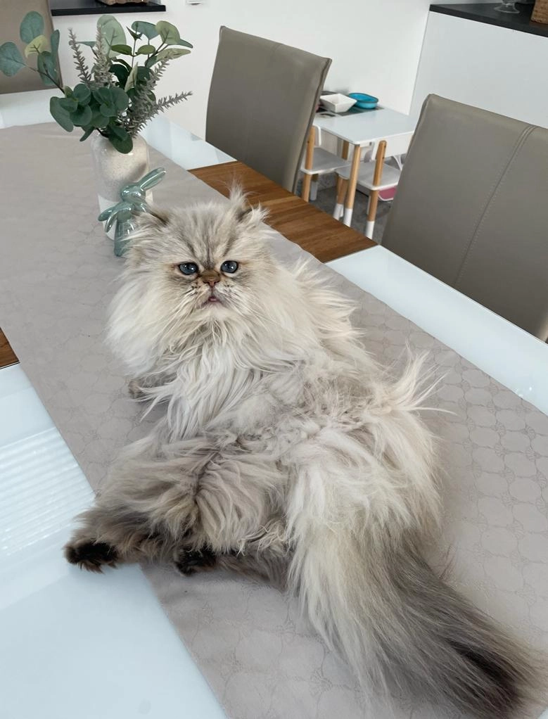 Wendy - Raiffeisenstraße 32, Hausmannstätten