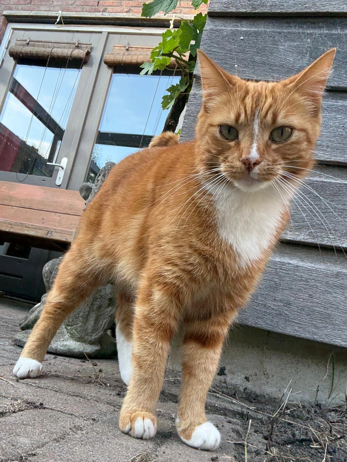 Nova - Noordvlietstraat, Leeuwarden