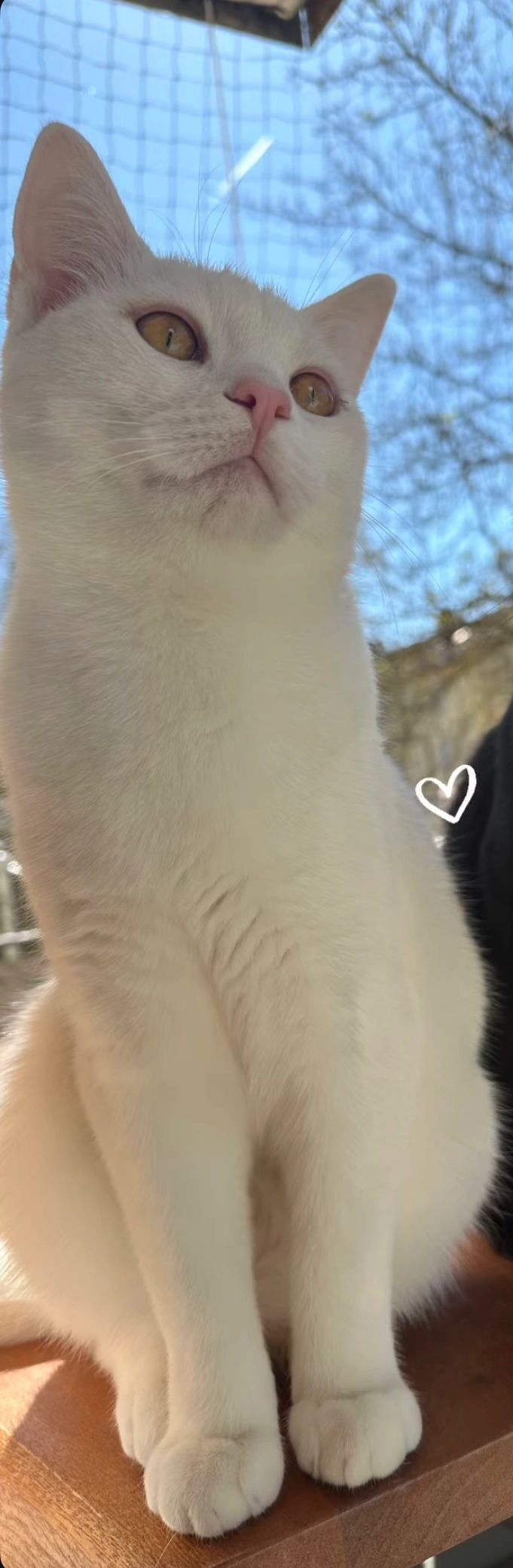 Magmut  - Scheffelstraße, Heidenheim an der Brenz