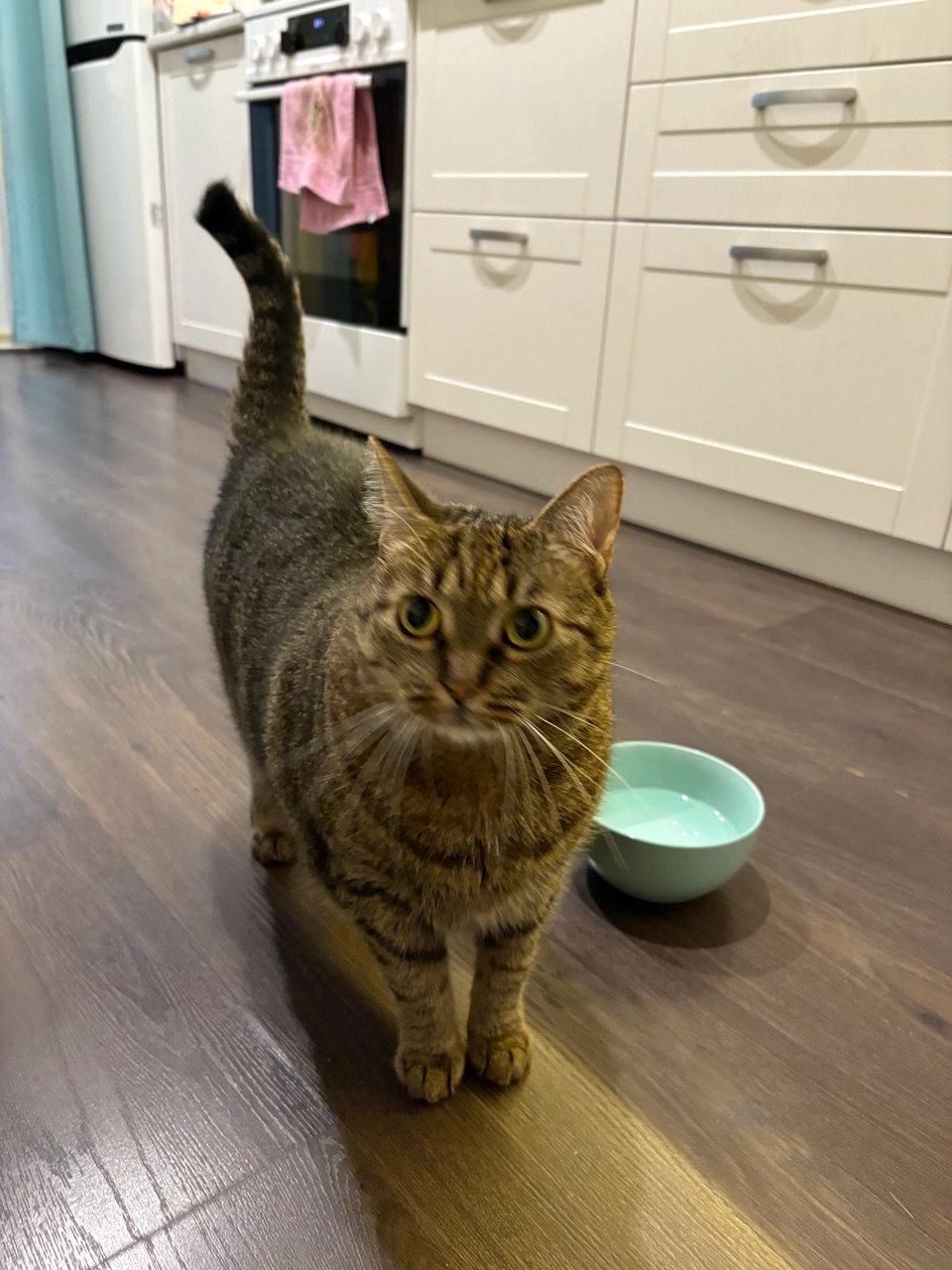 Соня (Sonya) - Петра Калнишевського , Київ