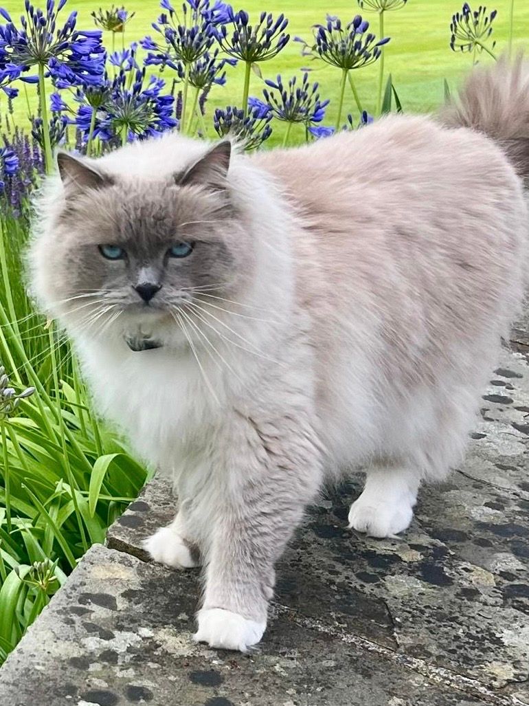 Rupert - The Mount, Shrewsbury