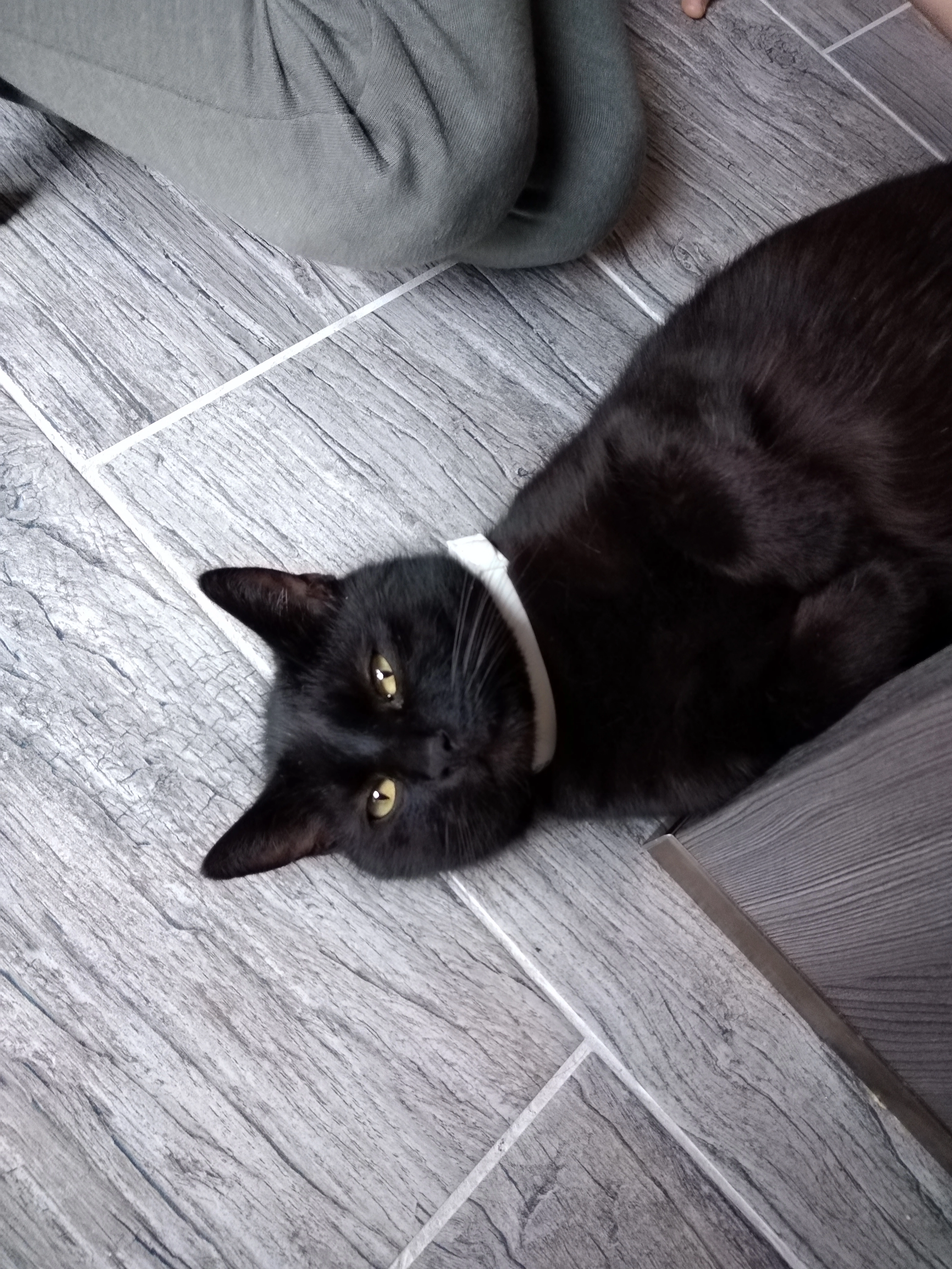 Mister Black Jack  - Dr.-Haenert-Weg, Ilmtal-Weinstraße