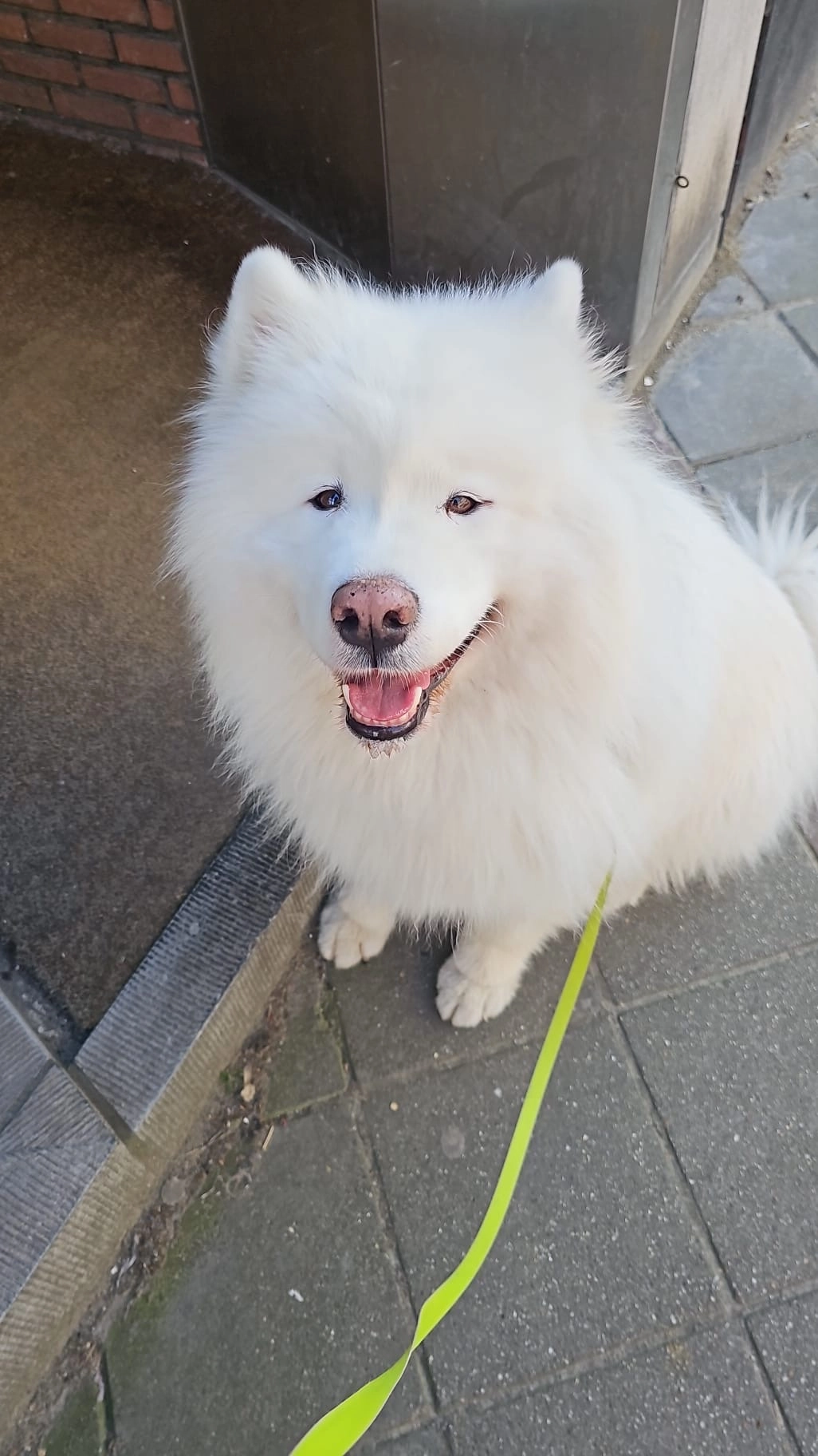 Nacho - Bezemboomweg, Tervueren