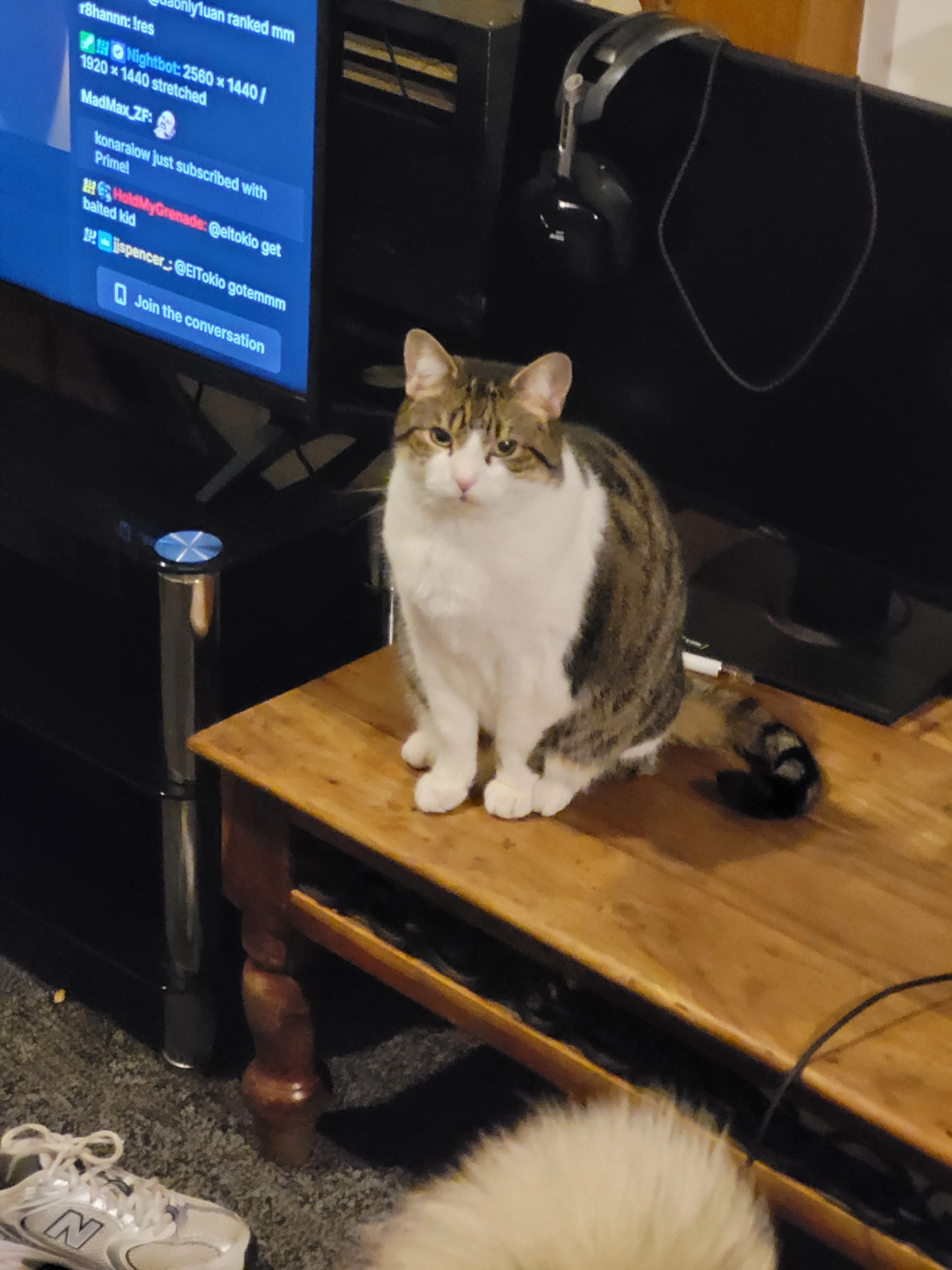 Tiger - Rossall Road, Wirral