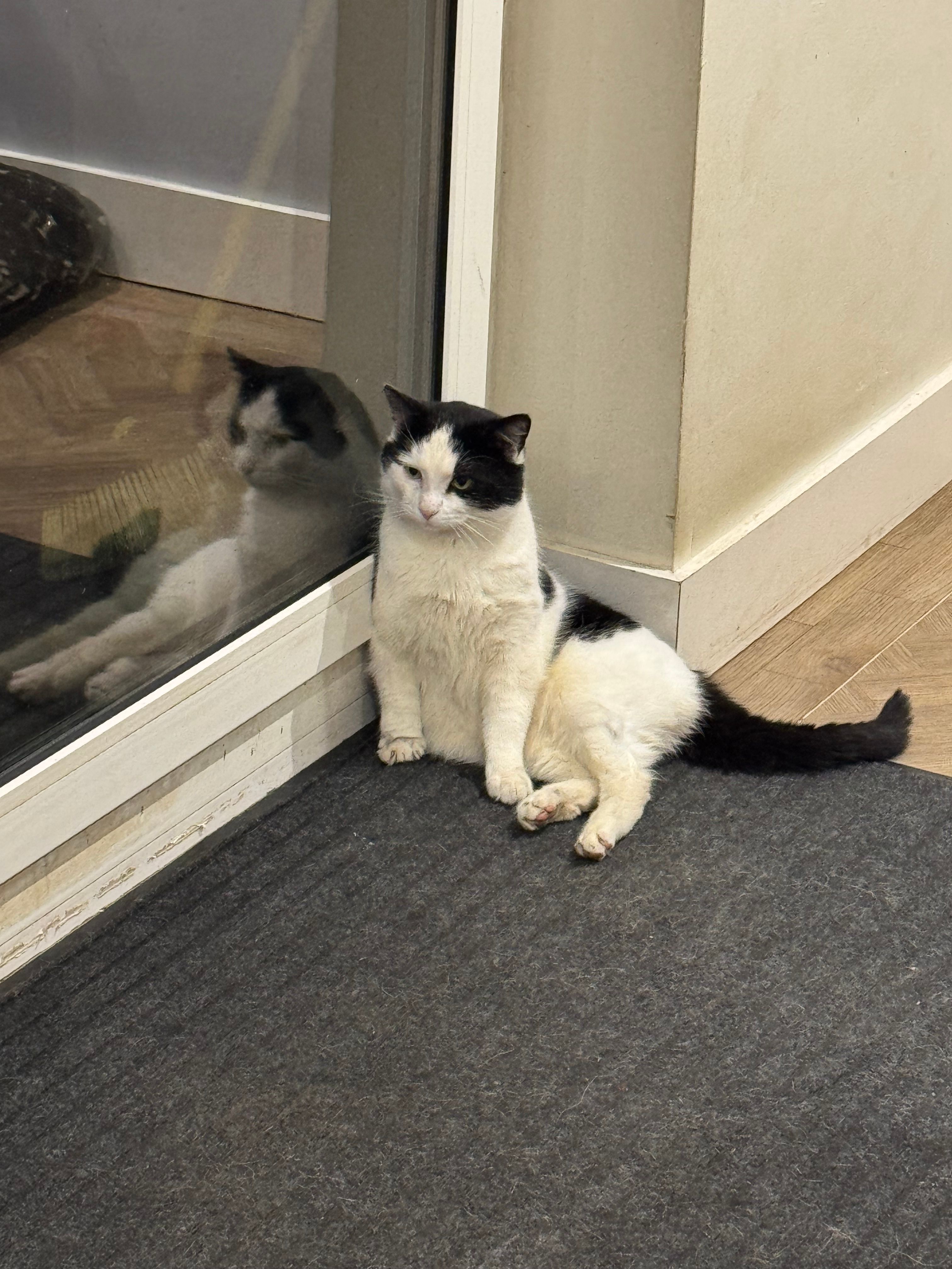 Teddy - Ellerby Mews, Durham