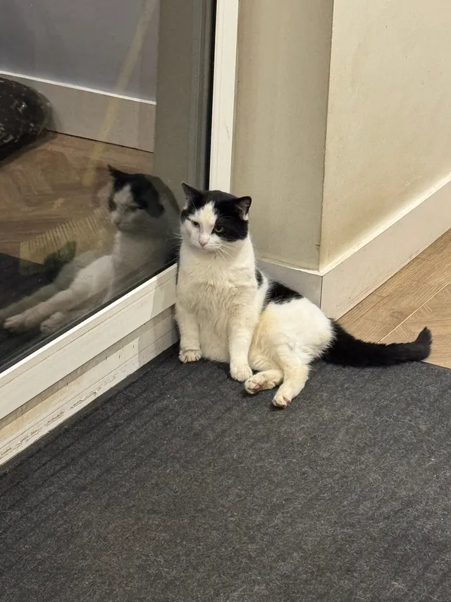 Teddy - Ellerby Mews, Durham