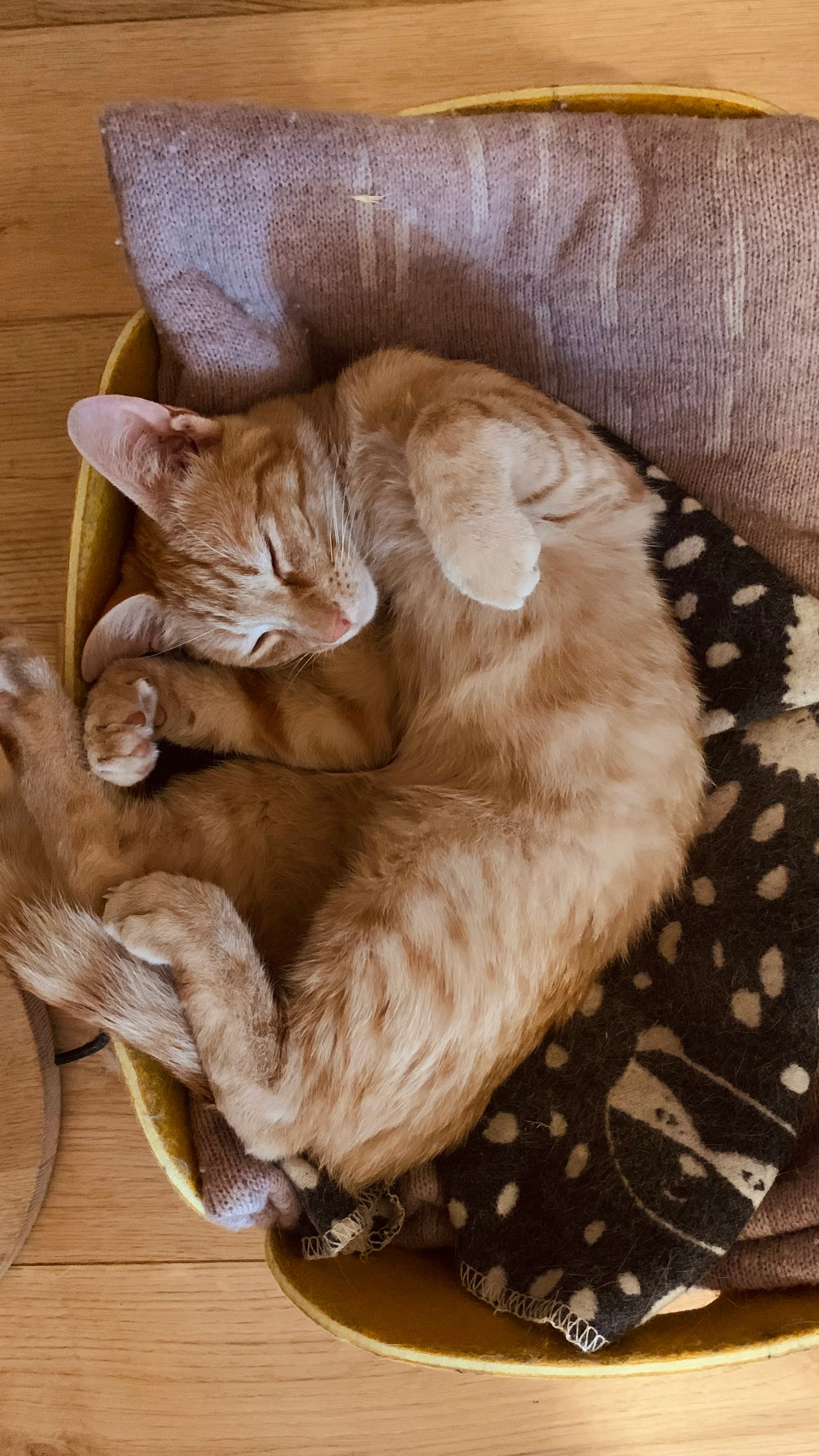 Horus - Quartier Les Brouadettes, Montfort-sur-Argens