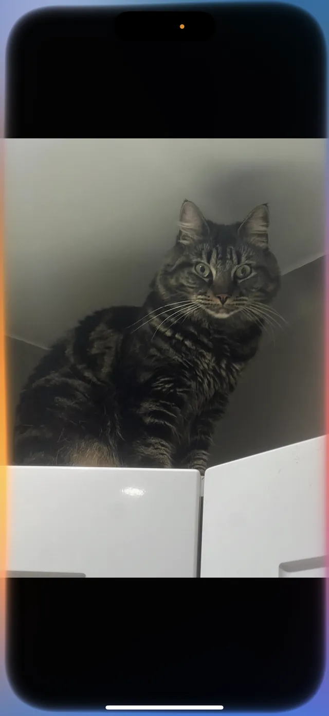 Missing Cat - Kingston Road, Leatherhead