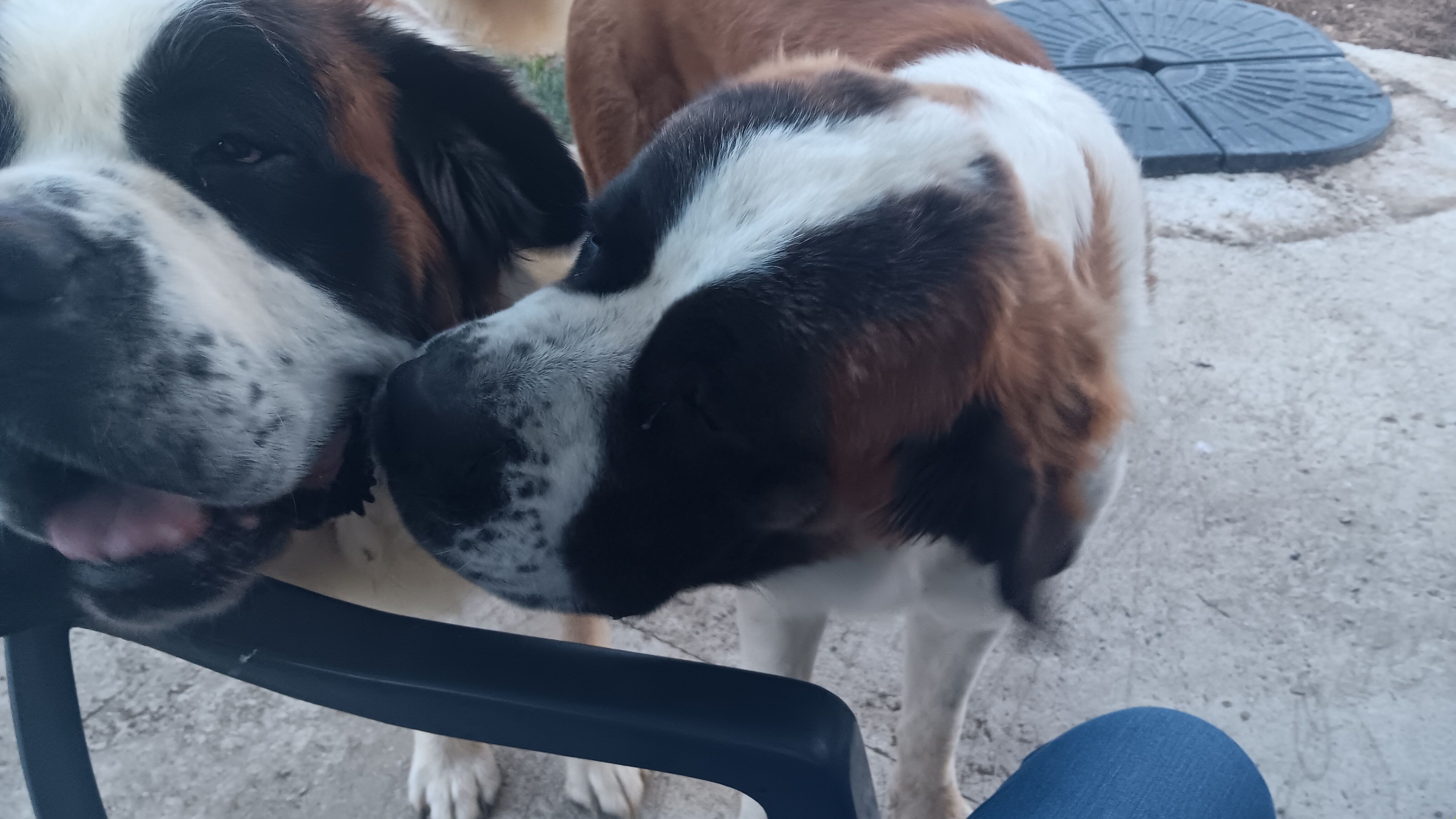 Ramy et Ulko - Lieu Dit La Petite Bonnerie, Parcé-sur-Sarthe