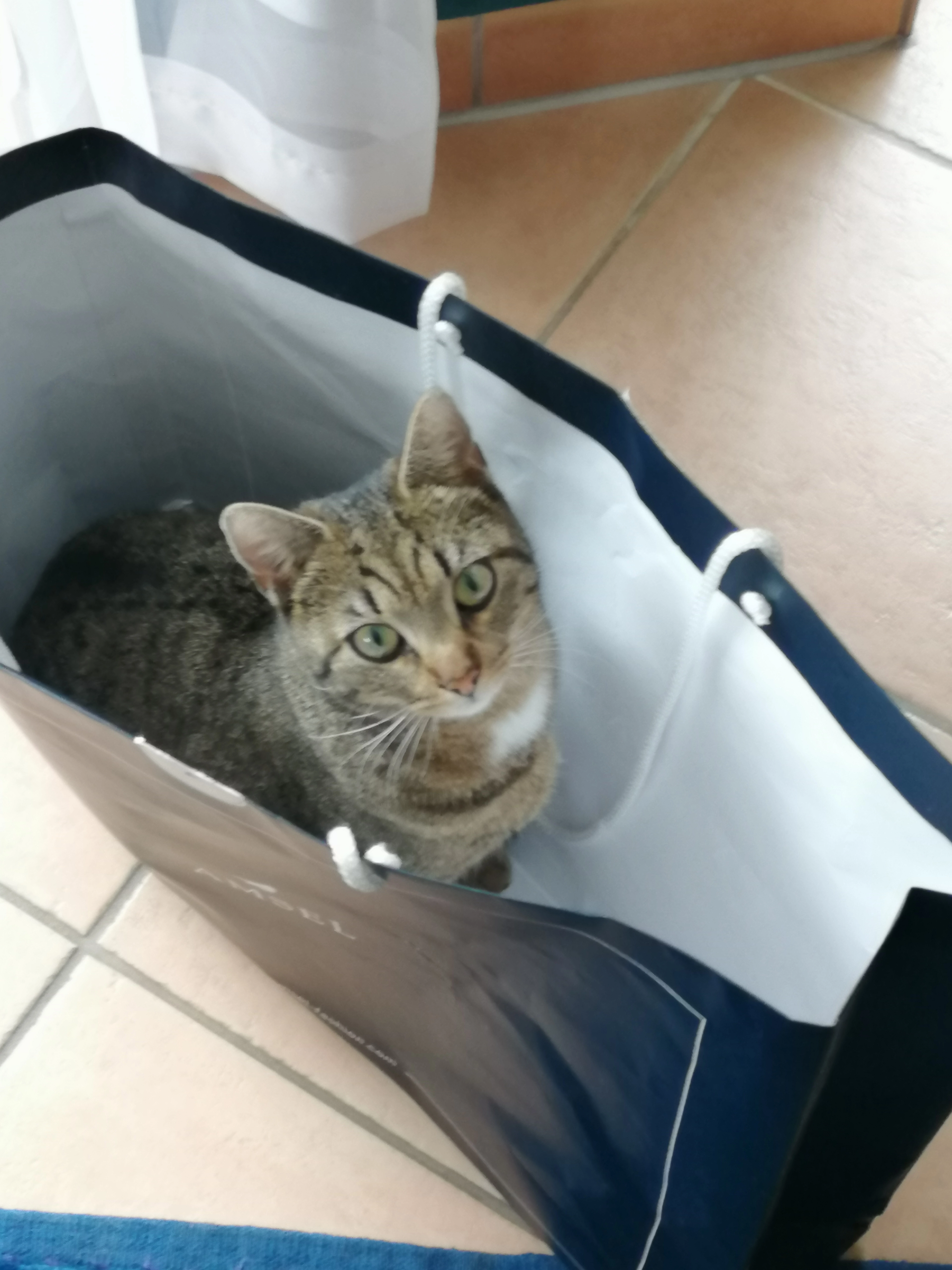 Holly - Pfarrer-Lanzinger-Ring 78, Vierkirchen-Ramelsbach