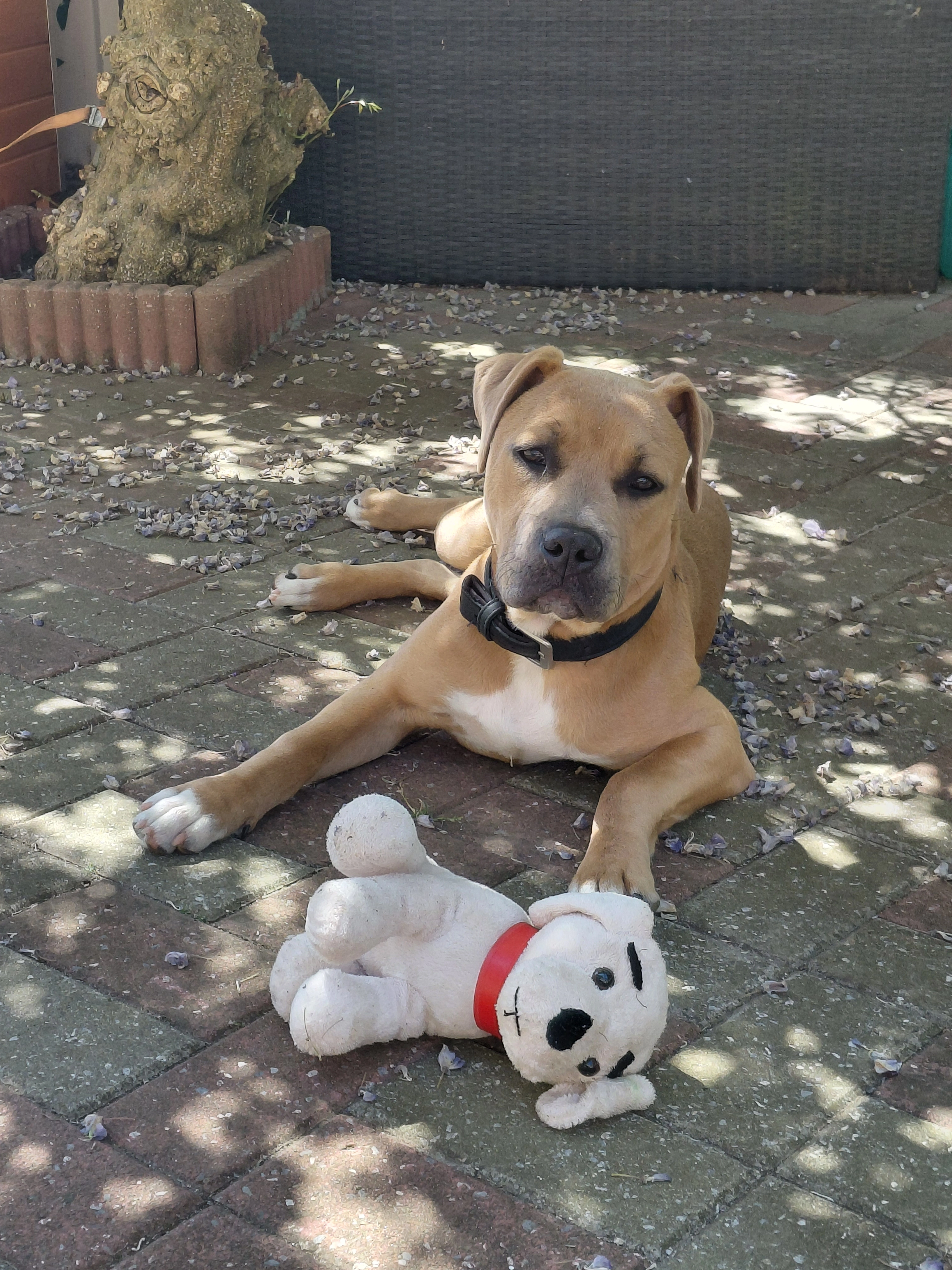 Tyson  - Ninoofsesteenweg, Roosdaal