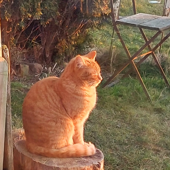 Cino - 78647, Trossingen