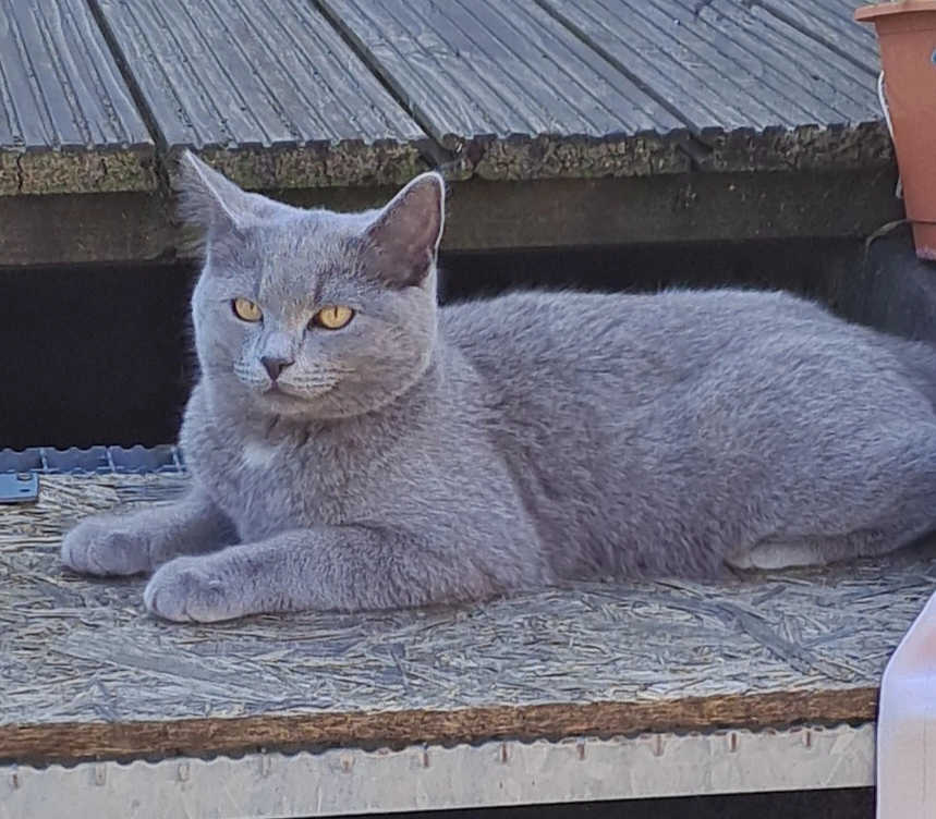 Oskar  - Schusterkrug, Kiel