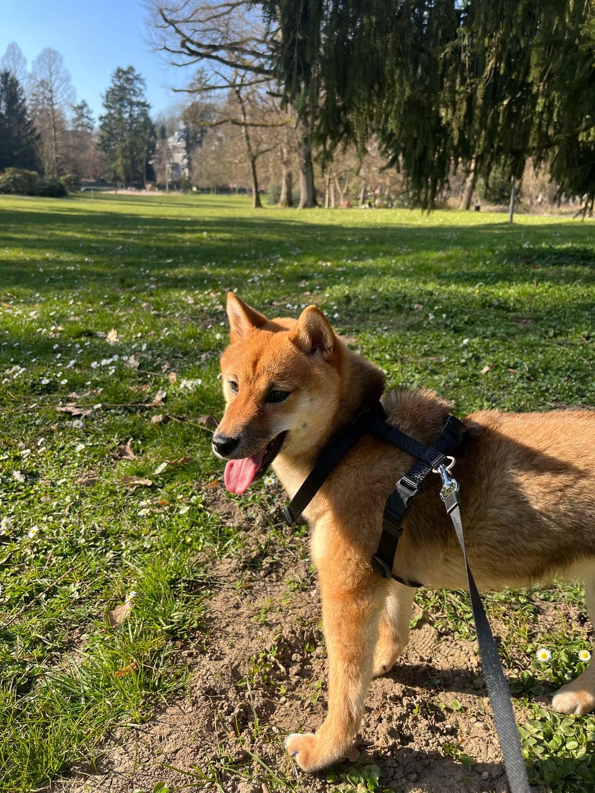 Shiva - Nerotal, Wiesbaden