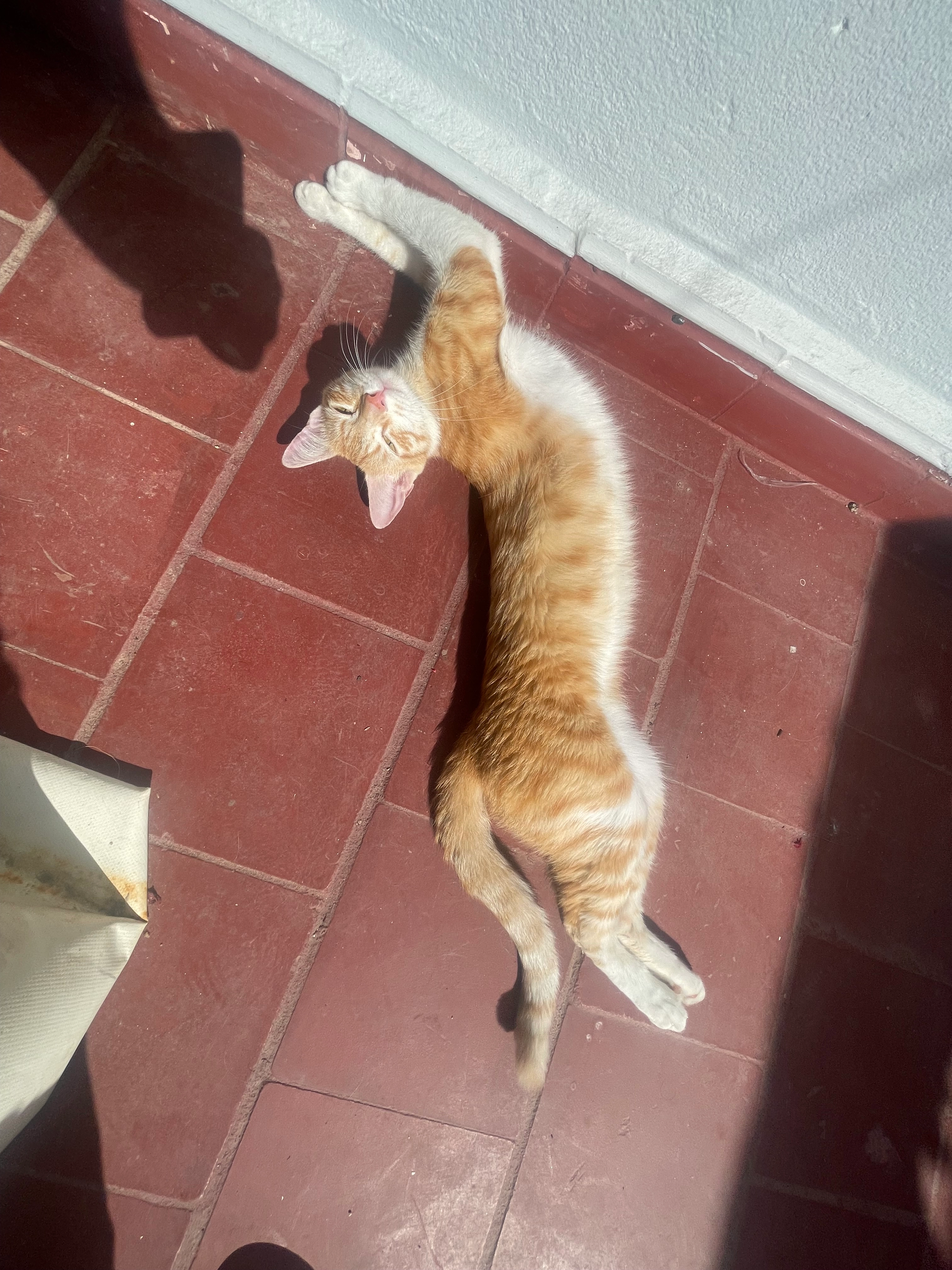 Alania - 24, El Jadida