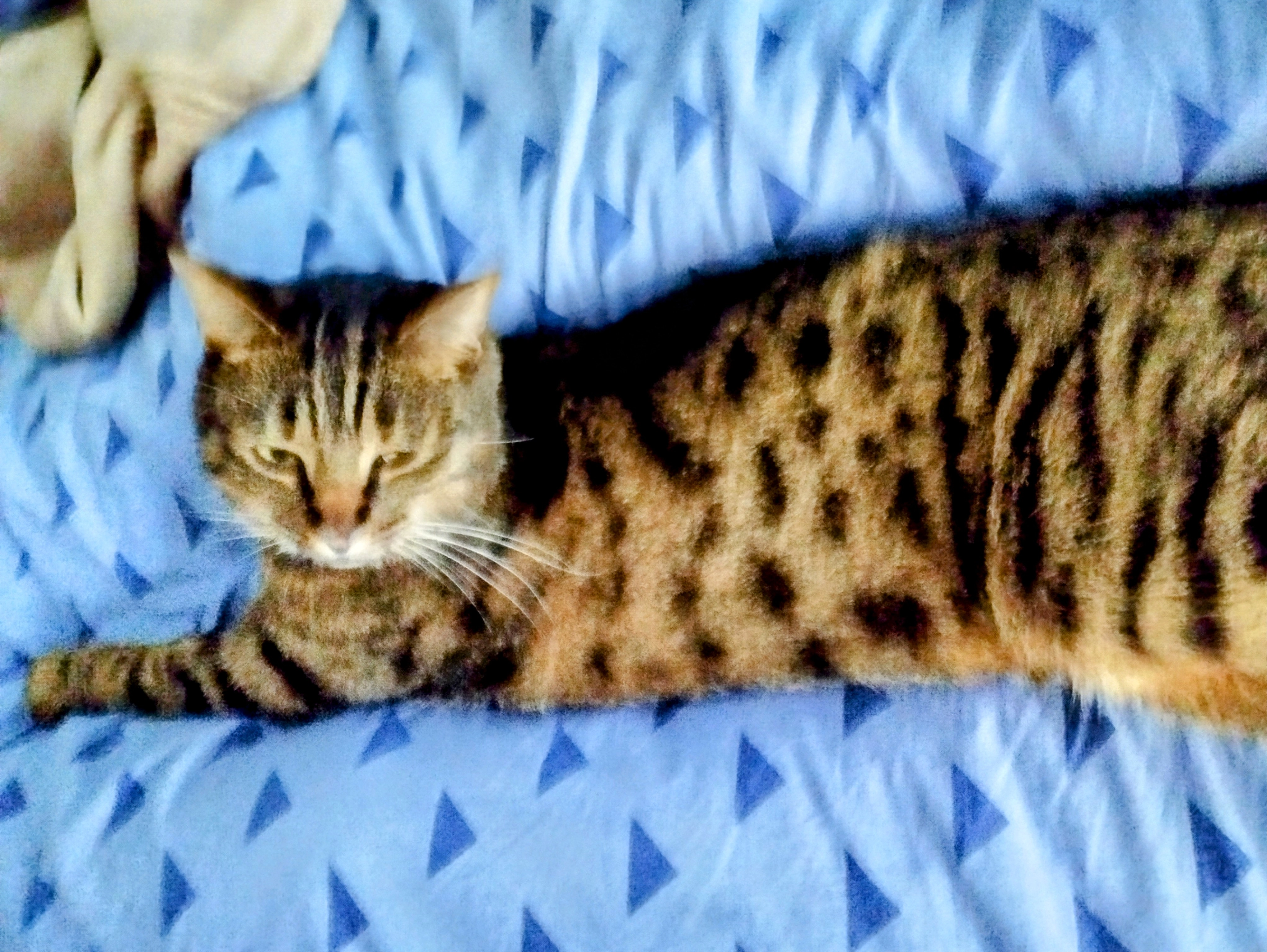 Nikita - La Basse Touche, Évran