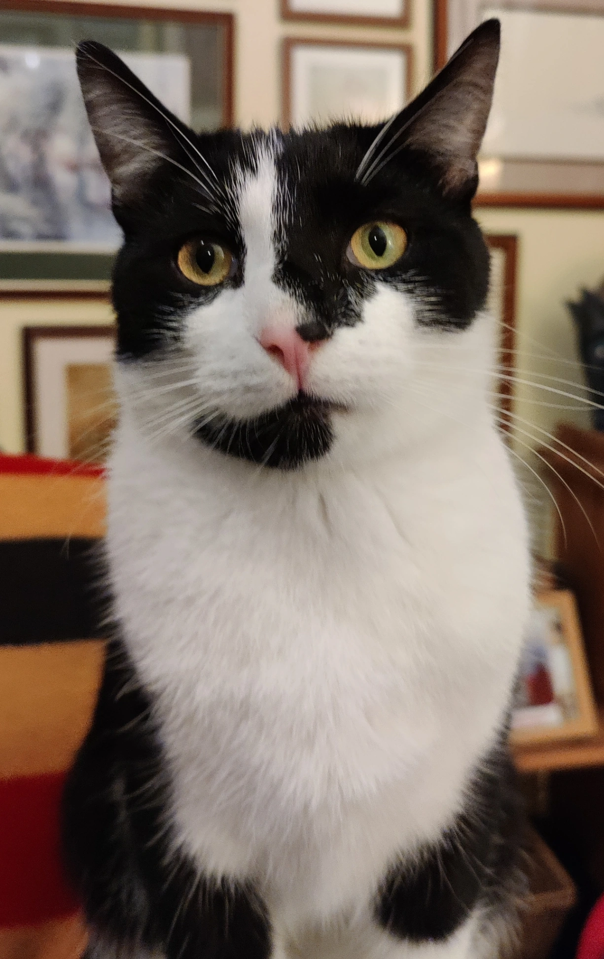 Ziggy - Star Street, Ware