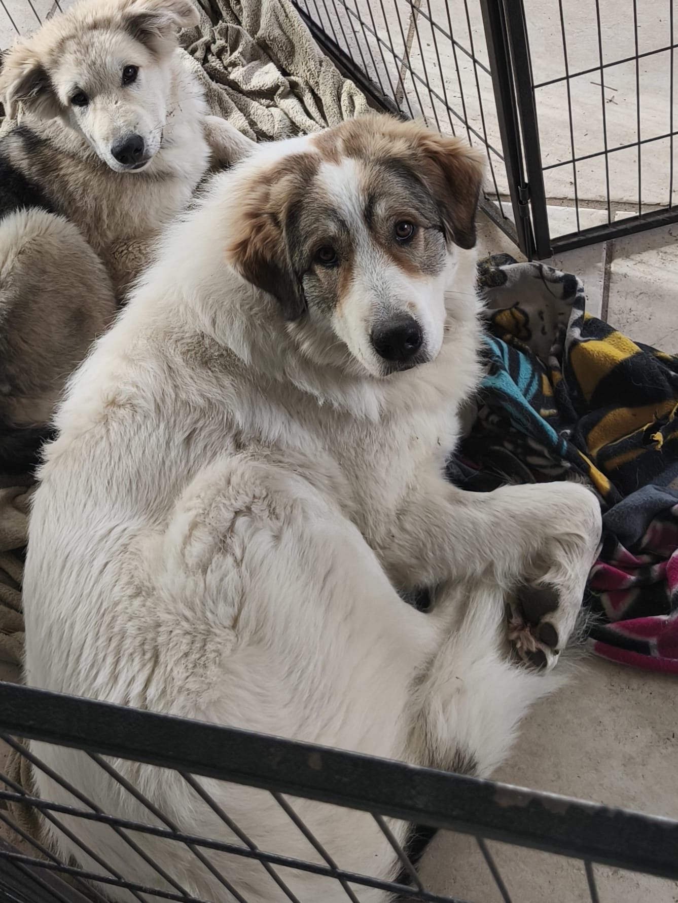 Maâ - Chemin Du Mas De Blazin, Nîmes