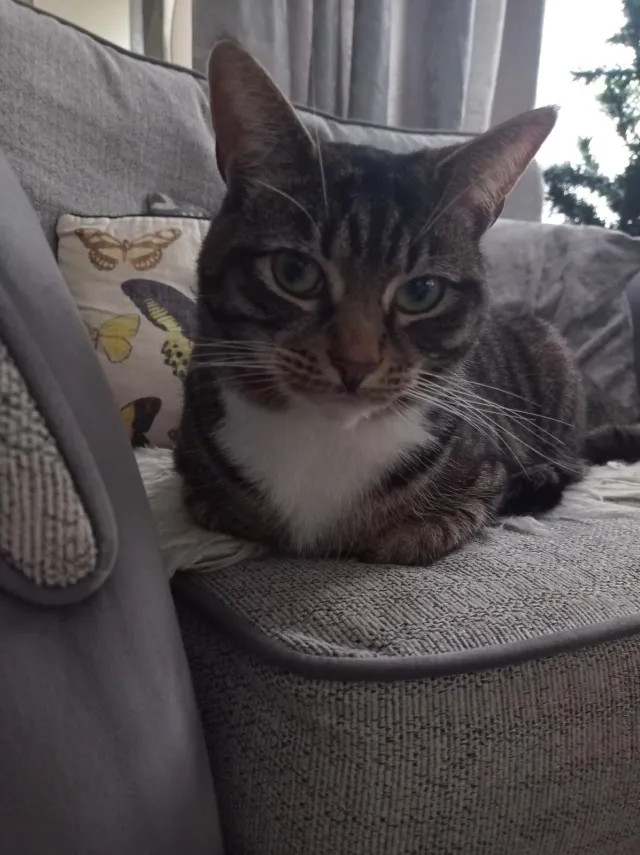 Daisy - N19 4, London