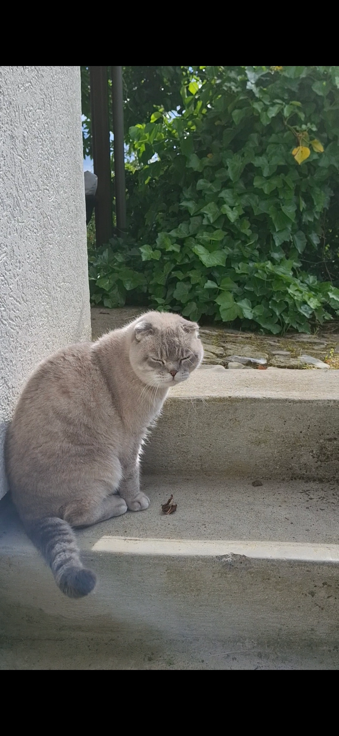 Simba - Bleikiwäg 15, Rafz