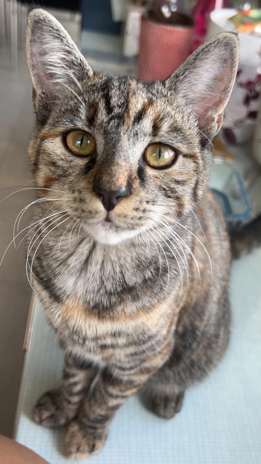 Nelly - Breitenriedstrasse 6, Gerzensee