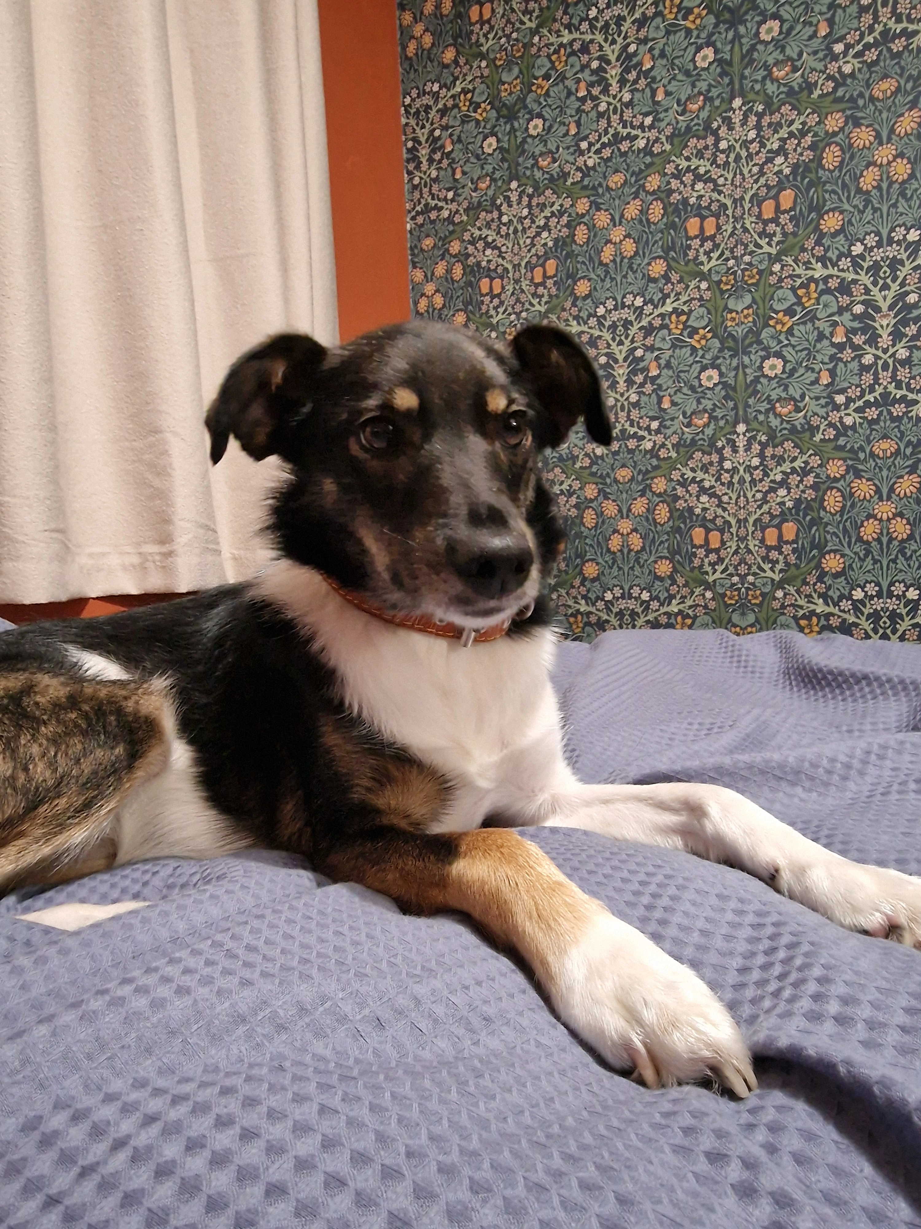 Buddy - PE2 5, Peterborough