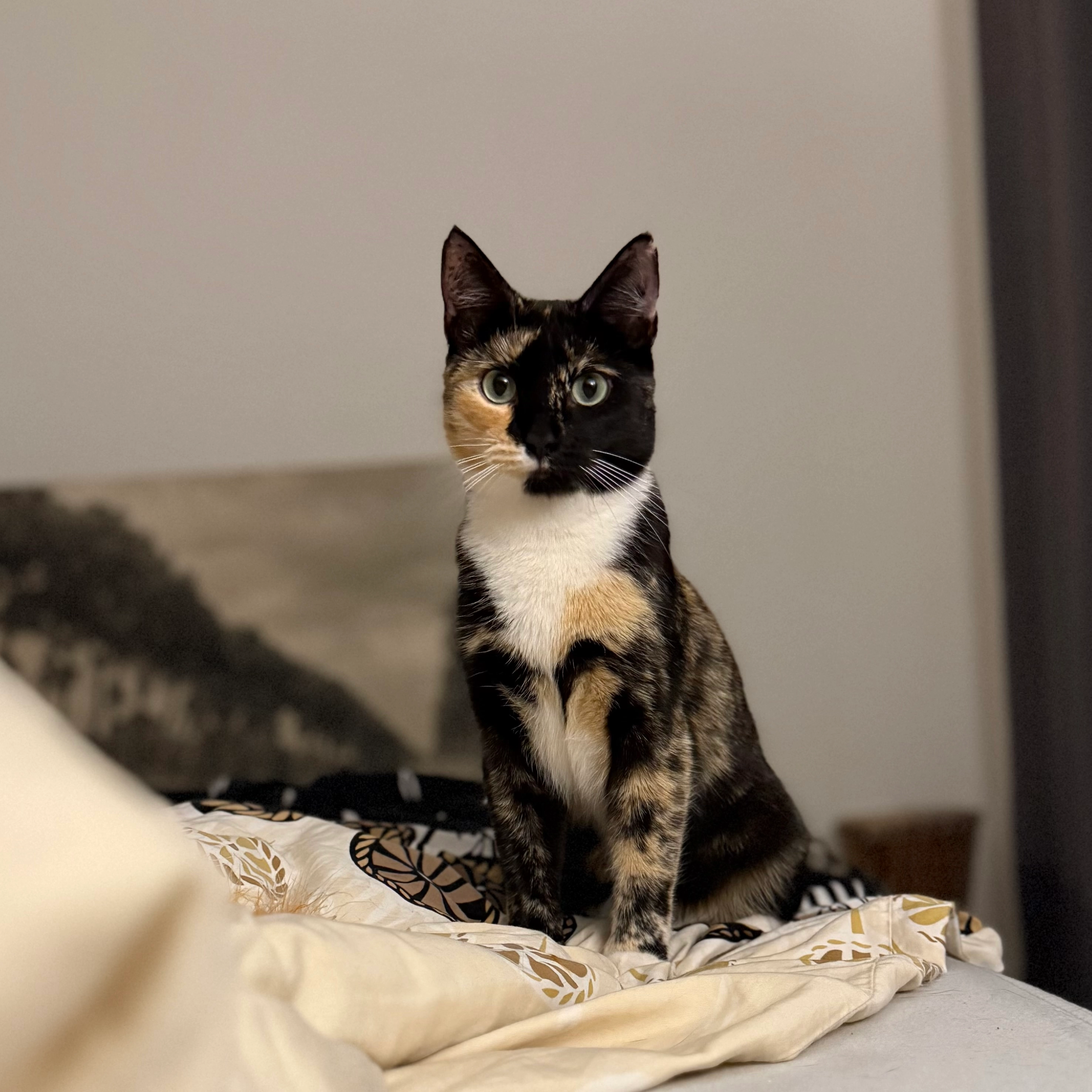 Twinkie - Groot Begijnhof, Tienen