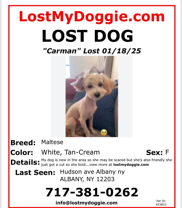 Carman - Western Avenue, Albany